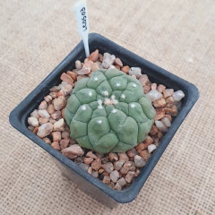 LC0503 - Astrophytum asterias Kikko nudum - comprar online