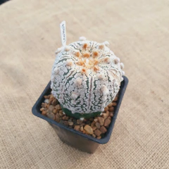 OUTLET! - Astrophytum asterias cv. Superkabuto 'V Type' injertado en internet