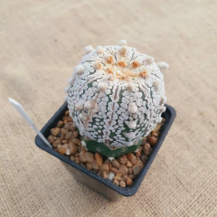OUTLET! - Astrophytum asterias cv. Superkabuto 'V Type' injertado - tienda online