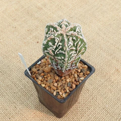 LC0726 - Astrophytum myriostigma 'Hanakago' - tienda online