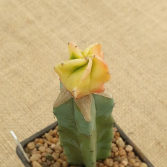 OUTLET! - Astrophytum injertado