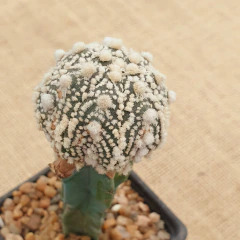 OUTLET! - Astrophytum asterias 'Hanazono' injertado - comprar online