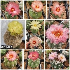 20 semillas Mix de asterias Kikko - Cruzas Puras!