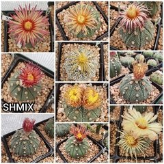 20 semillas MIX de asterias Shinshowa - Cruzas puras!