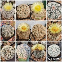 20 semillas Mix V-type y Zebra - Cruzas Puras!