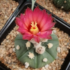 20 semillas de Astrophytum asterias 'Akabana'