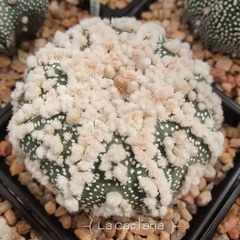20 semillas Mix asterias Hanazono - Cruzas Puras! - comprar online