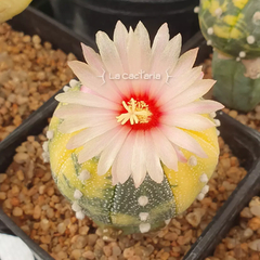 20 semillas de Astrophytum asterias 'Nishiki'