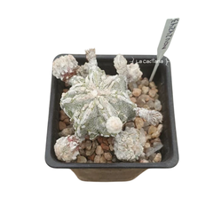 NOV24243 - Astrophytum ornatum Fukuryu Hakujo prolifero - comprar online