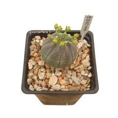 NOV24217 - Euphorbia obesa MACHO en internet