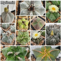 Combo semillas de Astrophytum con envío gratis!
