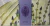 Kit 3 Sabonetes Lavanda La Florentina Made In Italy 150g Cad - comprar online