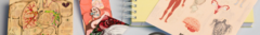 Banner de la categoría Anatomia