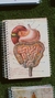 Cuaderno Salud Intestinal (Entrega inmediata) en internet
