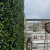 Jardín Vertical Gardenia (50x50) para interior y exterior en internet