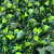 Imagen de Jardín Vertical Gardenia (50x50) para interior y exterior