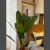 Planta Banano - comprar online