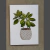 Cuadritos Plantas