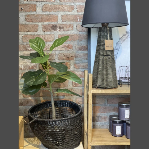 FICUS PANDURATA