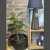 FICUS PANDURATA