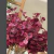 Ramo eucalipto bordo - comprar online