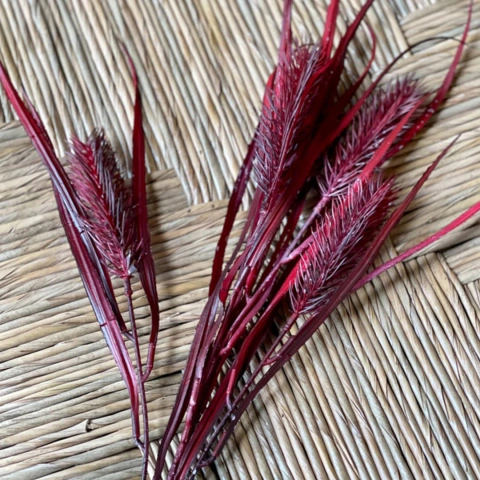 RAMAS PAMPA GRASS. Outlet