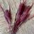 RAMAS PAMPA GRASS. Outlet