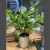Plantas pintitas artificial en internet