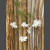Vara cosmos blanca larga - comprar online