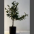 Olivo artificial - tienda online