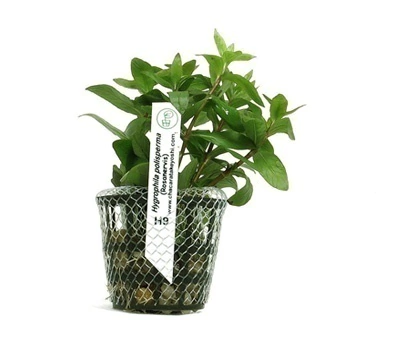 Planta Natural Hygrophila Polysperma Rosanervig - Chacara Takeyoshi