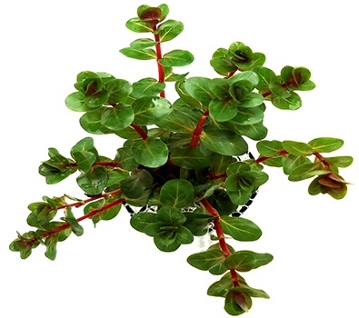 Planta Natural Rotala sp.(Green) - Chácara Takeyoshi