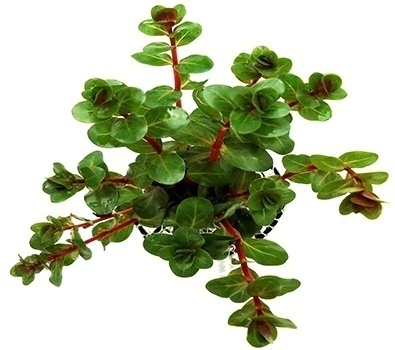 Planta Natural Rotala Rotundifolia - Chácara Takeyoshi