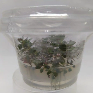 Planta Natural Ludwigia Super Mini Red - Aquaplante