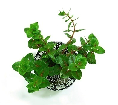 Planta Natural Rotala Macrandra (Green) - Chácara Takeyoshi