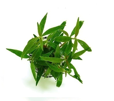 Planta Natural Alternanthera Reineckii (MIni) Chacará Takeyoshi