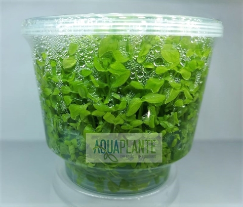 Planta Natural Micranthemum sp Monte Carlo - Aquaplante