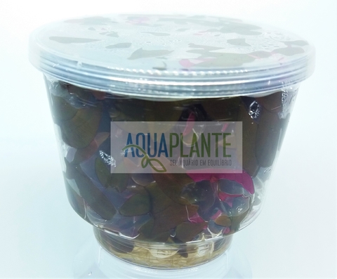 Planta Natural Alternanthera Reineckii Mini - Aquaplante
