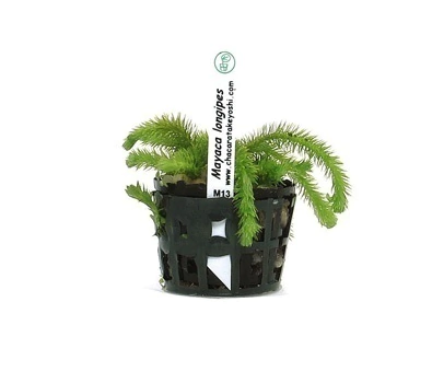 Planta Natural Mayaca longipes - Chácara Takeyoshi