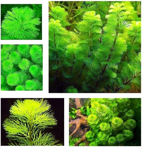 Planta Natural Cabomba