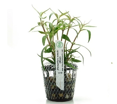 Planta Natural Alternanthera Reineckii (MIni) Chacará Takeyoshi