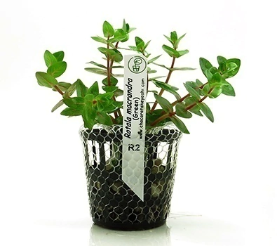 Planta Natural Rotala Macrandra (Green) - Chácara Takeyoshi