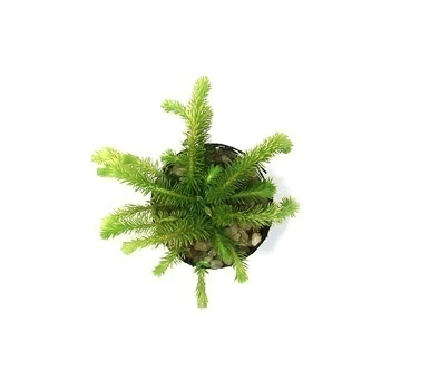 Planta Natural Mayaca longipes - Chácara Takeyoshi