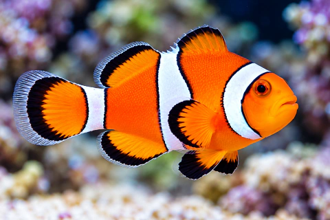 Peixe Palhaço Ocellaris PQ