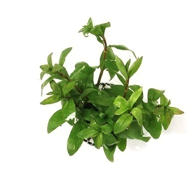 Planta Natural Hygrophila Polysperma Rosanervig - Chacara Takeyoshi