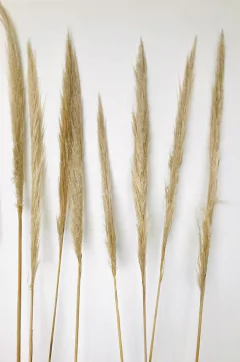 PLUMERITOS - comprar online