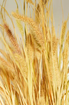 Ramo Moha - comprar online