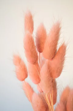 Imagen de RAMO VISÓN PINK