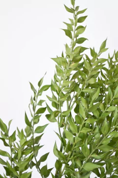 RAMO RUSKU GREEN - comprar online