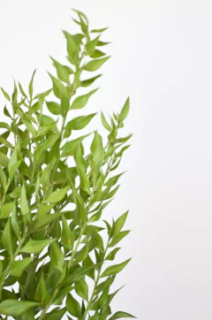 RAMO RUSKU GREEN en internet